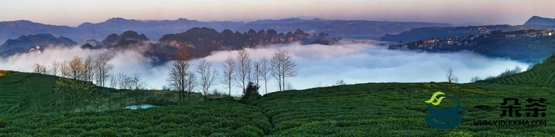 剡东有茗飘香远！新昌县财政助推茶产业提标升级