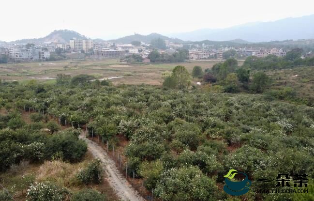 广东百万亩油茶花开正艳 漫山繁花似锦兆丰年