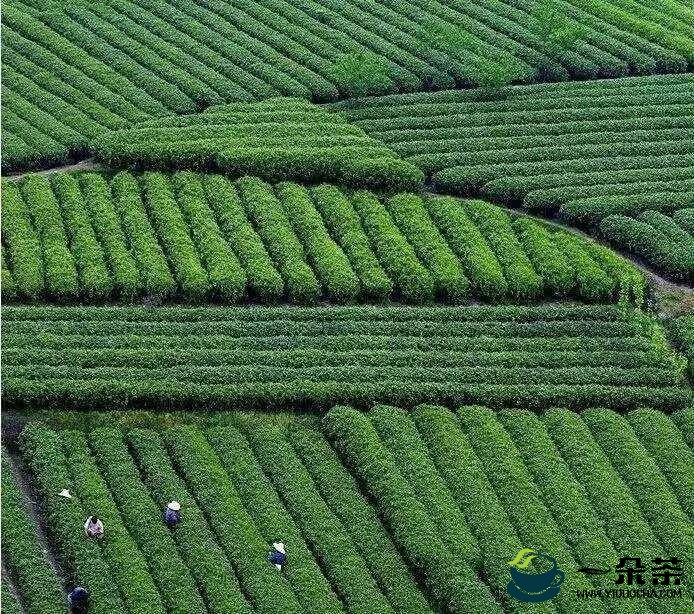 信安时评：中国茶申遗成功是衢州茶崛起的契机