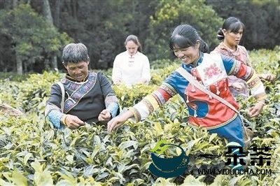 景谷县获评2022年度茶业最具投资价值县域