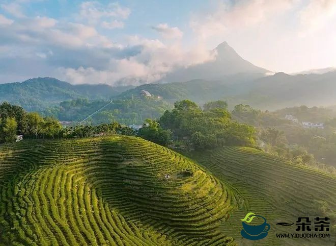 海南五指山水满乡：春茶上市采摘忙