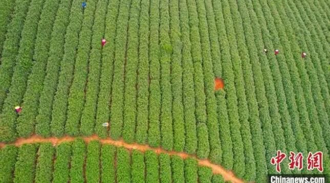 浙江绍兴千年贡茶开采 数字技术助农增收