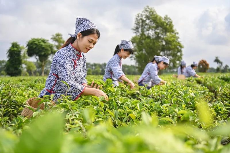 指尖撷取“春之味”！“菠萝的海”旁边的3000亩春茶开摘