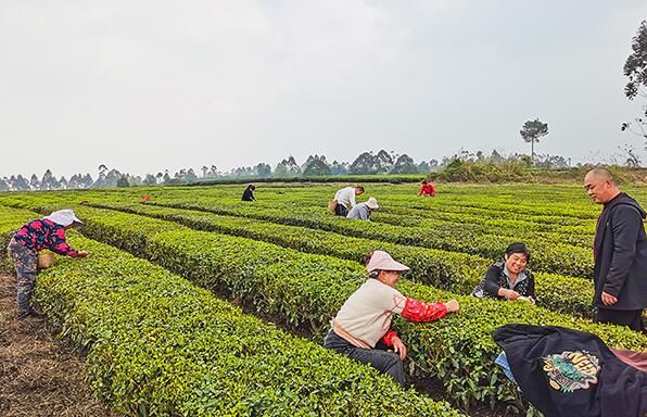 自贡荣县：60万斤春茶独芽卖了7800余万元