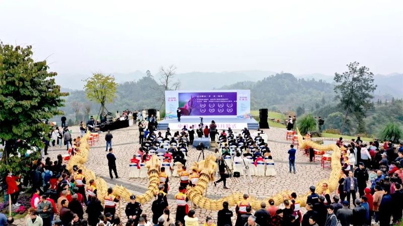 中国·沐川紫茶节开幕 助力茶叶“破圈”