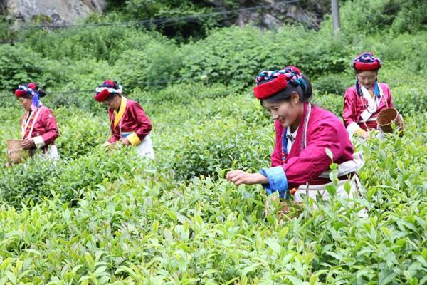 黄山毛峰与黄山茶(黄山茶文化)