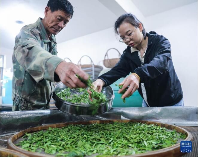 浙江长兴：立夏至 高山茶采摘忙