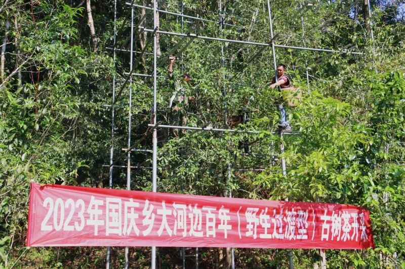 5·21国际茶日  云南江城百岁古茶树迎来头采