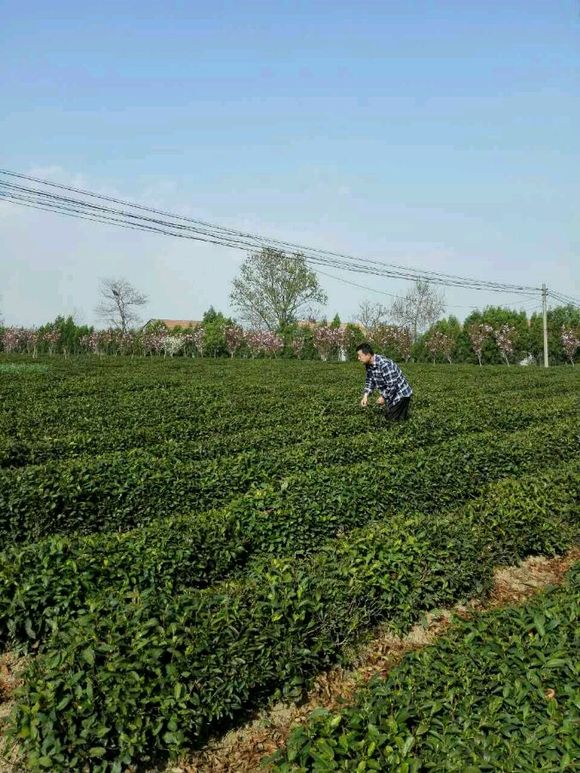 日照绿茶正宗产地在哪里