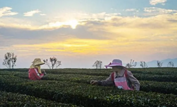 “中国古茶树之乡”贵州省毕节市七星关区：打造古茶产业链 美丽乡村焕新颜